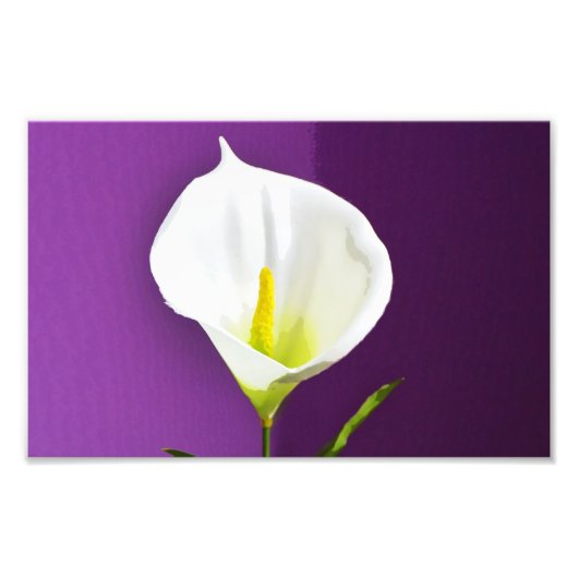 カラーリリーの花 フォトプリント            (正面)
