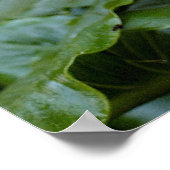 カラーリリー ポスター (角)