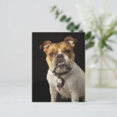 カラー付きタンと白ブルドッグのポートレート ポストカード (スタンド正面)