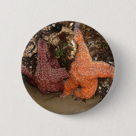 カラー写真3 Starfish/Sea Starオレゴン州の写真 缶バッジ