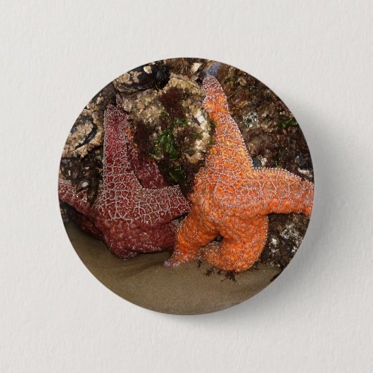 カラー写真3 Starfish/Sea Starオレゴン州の写真 缶バッジ (正面)