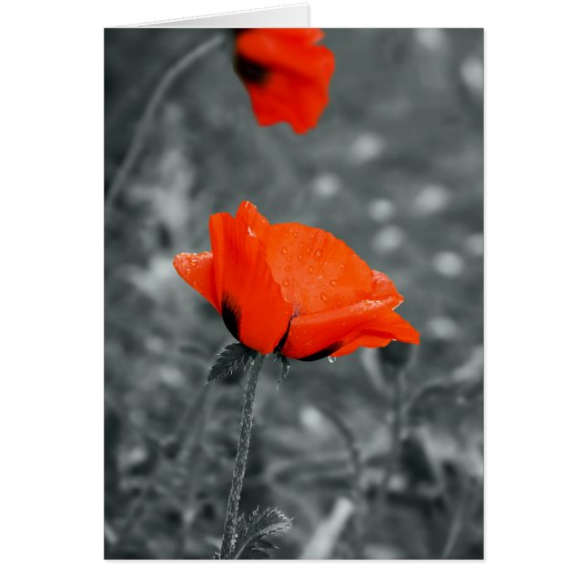 カラー鍵ポピーカード (正面)