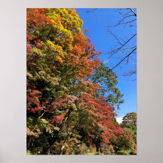 カラー鮮やかモプル ポスター (正面)