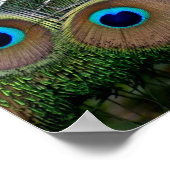 カラー鮮やか孔雀 ポスター (角)