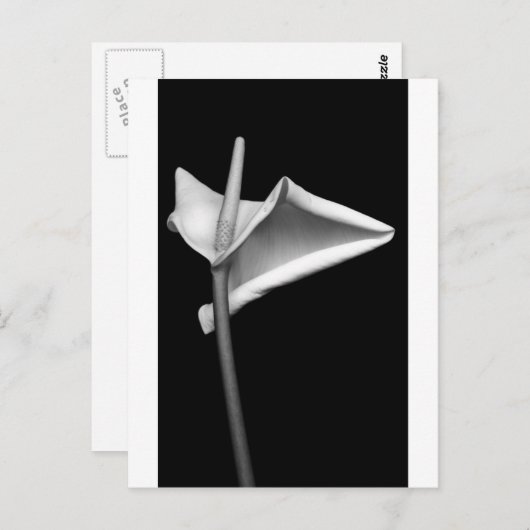 カラ#5 ポストカード (正面/裏面)