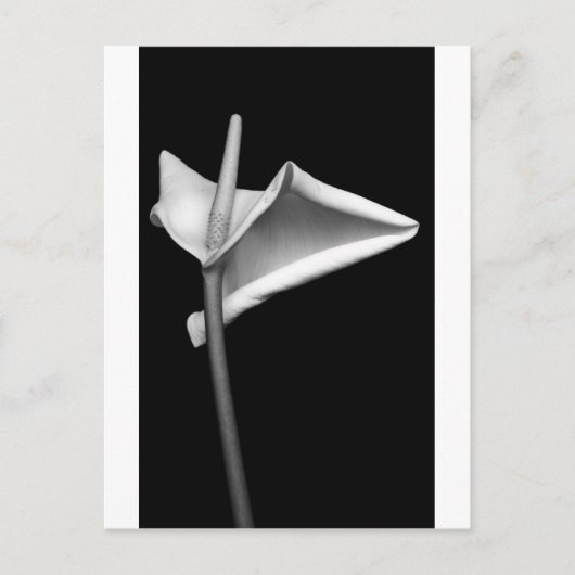 カラ#5 ポストカード (正面)