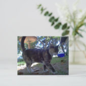 カリオペ ポストカード (スタンド正面)