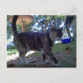 カリオペ ポストカード (正面)