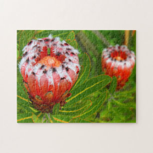 カリカリ開花11x14インチ ジグソーパズル