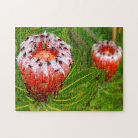 カリカリ開花11x14インチ ジグソーパズル (横)