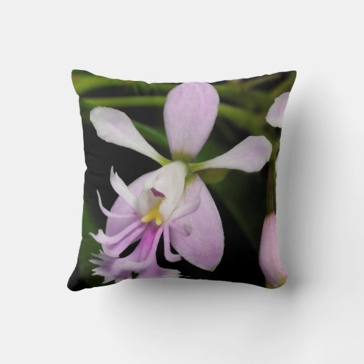 カリガリウム クッション (裏面)