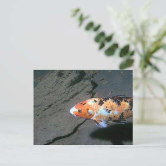 カリコの魚 ポストカード (スタンド正面)