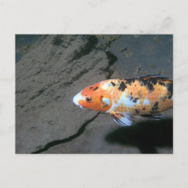 カリコの魚 ポストカード