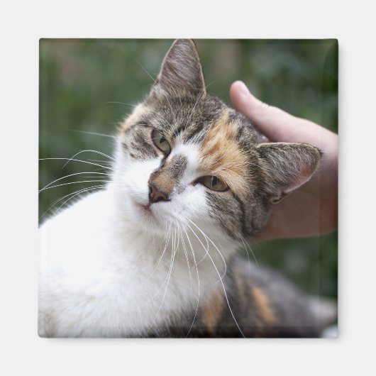 カリコは脳卒中を楽しむ マグネット (正面)