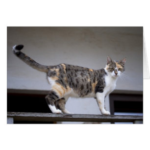 カリコキャットアットザバルコニー