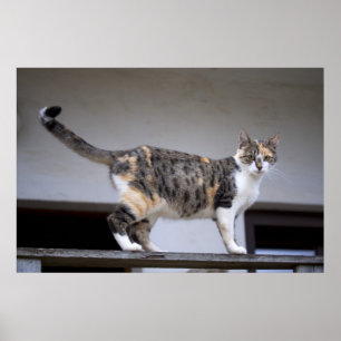 カリコキャットアットザバルコニー ポスター