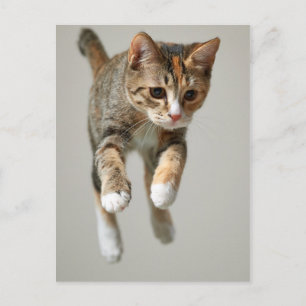 カリコキャットジャンプ ポストカード