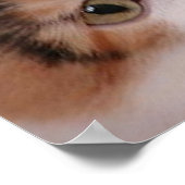 カリコキャットバースデーパーティー ポスター (角)