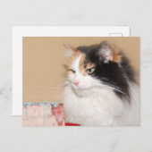 カリコキャット食べお誕生日ケーキ シーズンポストカード (正面/裏面)