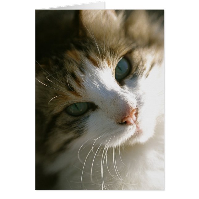 カリコタイガーキャット (正面)