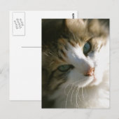 カリコタイガーキャット ポストカード (正面/裏面)