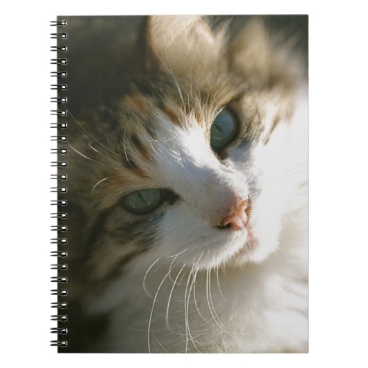 カリコタイガー子猫 ノートブック (正面)