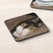 カリコタコ コースター (左側)