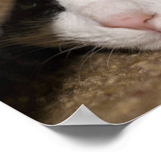 カリコタコ ポスター (角)