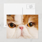 カリコハーレクインペルシア ポストカード (正面/裏面)