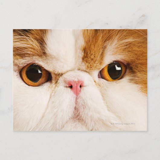 カリコハーレクインペルシア ポストカード (正面)