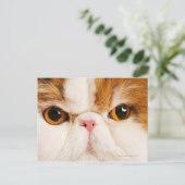 カリコハーレクインペルシア ポストカード (スタンド正面)