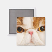 カリコハーレクインペルシア マグネット (正面/裏面)