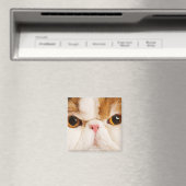 カリコハーレクインペルシア マグネット (インサイチュ (食洗機))