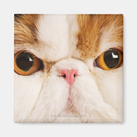 カリコハーレクインペルシア マグネット (正面)