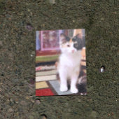 カリコ子猫 ポストカード