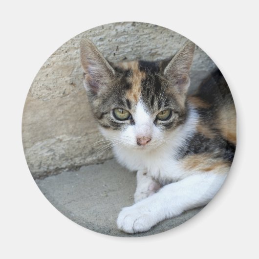 カリコ子猫 マグネット (正面)