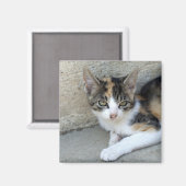 カリコ子猫 マグネット (正面/裏面)