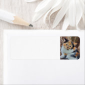 カリコ子猫 ラベル (インサイチュ)