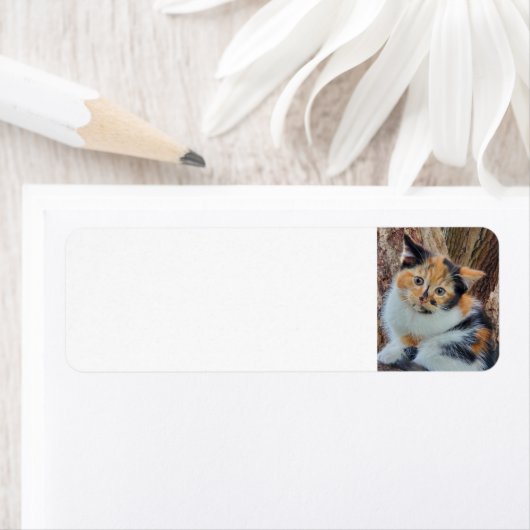 カリコ子猫 ラベル (インサイチュ)