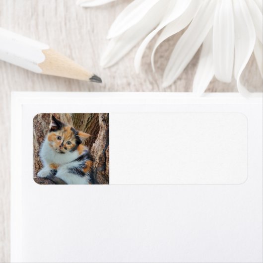 カリコ子猫 ラベル (インサイチュ)