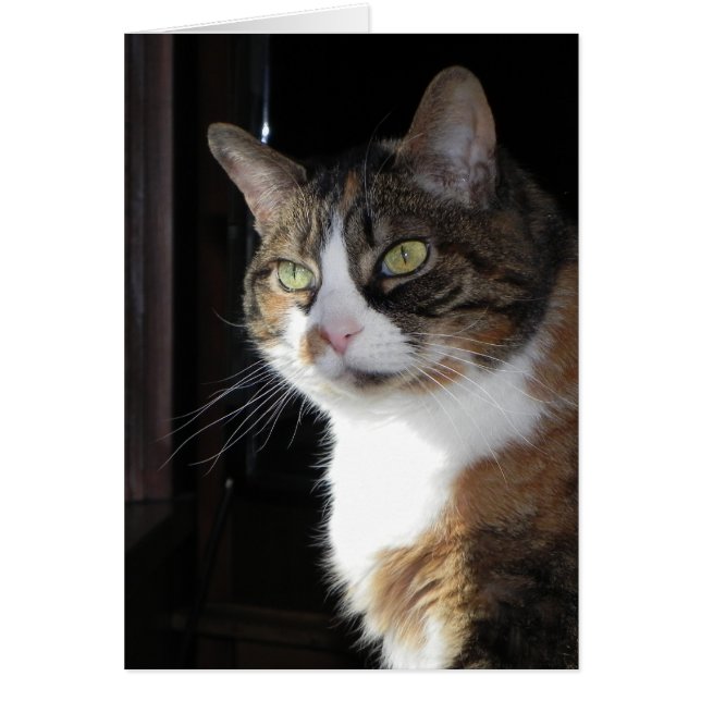 カリコ猫 (正面)