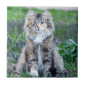 カリコ猫 タイル (正面)