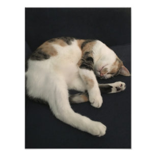 カリコ猫 フォトプリント