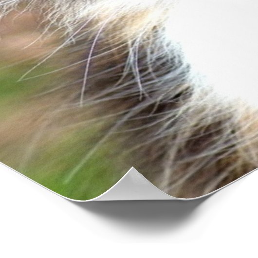 カリコ猫 ポスター (角)