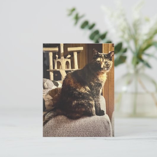 カリコ猫 ポストカード (スタンド正面)