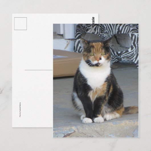 カリコ猫 ポストカード (正面/裏面)