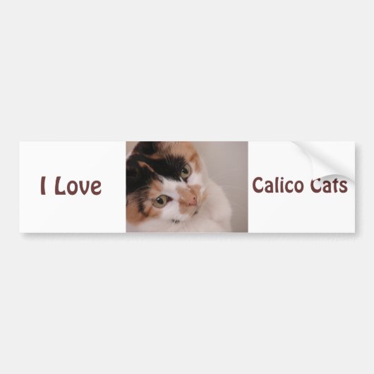 カリコ美しい猫 バンパーステッカー (正面)