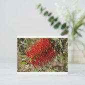 カリステモンレッドボトルブラシツリーフラワーオーストラリア ポストカード (スタンド正面)