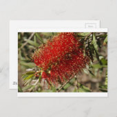 カリステモンレッドボトルブラシツリーフラワーオーストラリア ポストカード (正面/裏面)