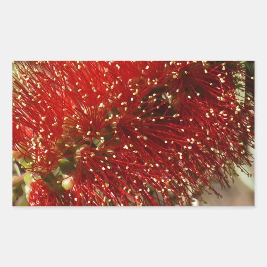 カリステモンレッドボトルブラシツリーフラワーオーストラリア 長方形シール (正面)